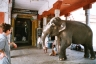 Im Tempel sich fr wenige Rupies vom Tempelelefanten segnen lassen